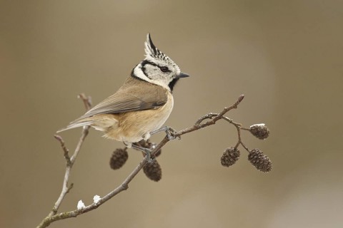 European Crested Tit (Lophophanes cristatus), Rhineland-Palatinate, Germany