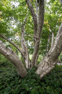Transcaucasian birch (Betula medwediewii), Berggarten Hannover, Lower Saxony, Germany