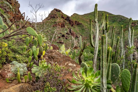 Landscape along the hiking trail from Punta del Hidalgo to Chinamada, Tenerife, Canary Islands,