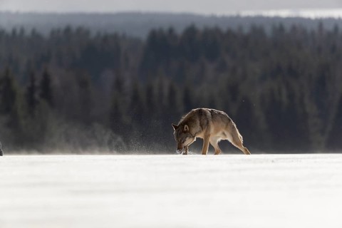 One male eurasian gray wolf (Canis lupus lupus) walking thru deep snow with a forest in the