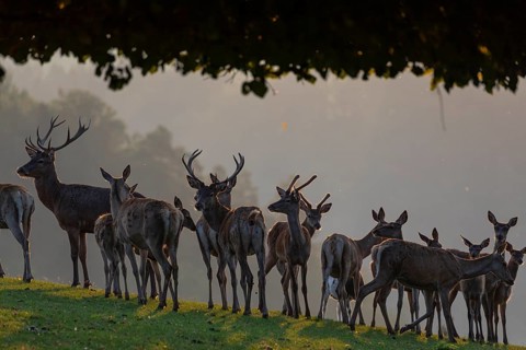 A herd of red deer (Cervus elaphus) standing on a meadow under a tree in backlit condition. Fog in