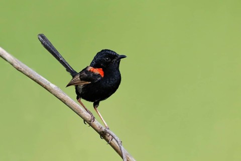 Red-backed Fairywren (Malurus melanocephalus) male, Queensland, Australia