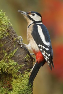 Great Spotted Woodpecker (Dendrocopos major) male, Rhineland-Palatinate, Germany