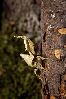 Mantis disguising itself as a dried leaf on a tree trunk, ghost mantis (Phyllocrania paradoxa)