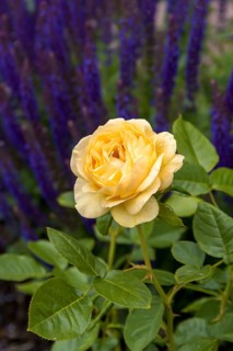 Bedding rose (Rosa ABSOLUTELY FABULOUS)