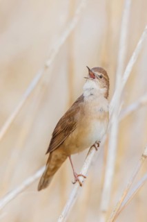 Rohrschwirl, Locustella luscinioides Savi's, warbler, Locustella luscinioides