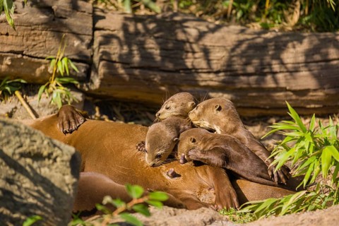 A female giant otter or giant river otter (Pteronura brasiliensis) nurses her young and plays with