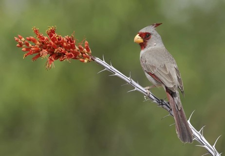 Pyrrhuloxia (Cardinalis sinuatus) male, Texas, USA