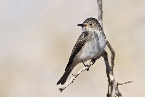 Spotted Flycatcher (Muscicapa striata), Lehavim Forest, Israel