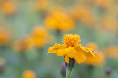 Marigolds (Tagetes), Emsland, Lower Saxony, Germany