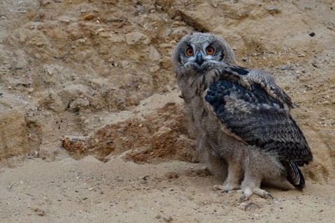 Eurasian Eagle-Owl (Bubo bubo) juvenile, North Rhine-Westphalia, Germany