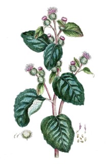 Arctium lappa, Greater burdock, digital reproduction of a historical original, between 1790 and