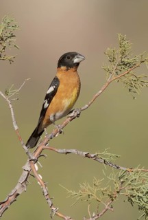 Black-headed Grosbeak (Pheucticus melanocephalus) male perched on a branch, Arizona, USA