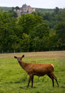 European red deer (Cervus elaphus) captive in Sababurg Zoo, Hofgeismar, Reinhardswald, Hesse,