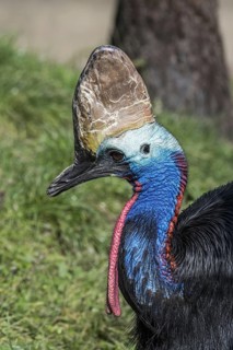 Southern cassowary, double-wattled cassowary, Australian cassowary (Casuarius casuarius) native to