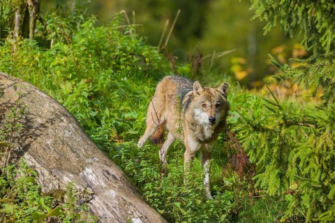 One eurasian gray wolf (Canis lupus lupus) standing in green vegetation. Some fall colours in the