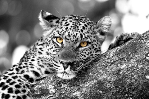 Injured leopard (Panthera pardus) on a tree, looks straight at the camera, black and white apart