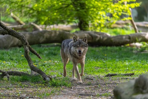 One eurasian gray wolf (Canis lupus lupus) running through an open forest. Grass, logs and trees in