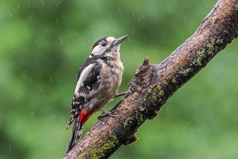 Great spotted woodpecker (Dendrocopos major), greater spotted woodpecker male perched on branch in
