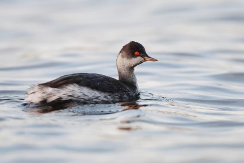 Black-necked Grebe (Podiceps nigricollis), Berlin, Germany