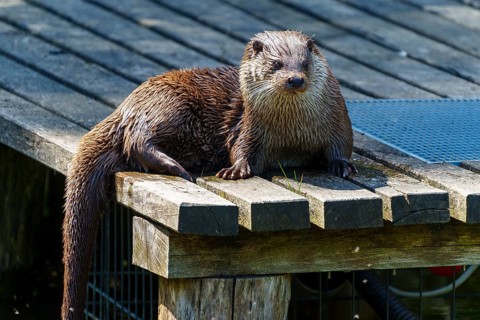An otter with wet fur lying on a wooden platform in the sun, European otter (Lutra lutra) Germany