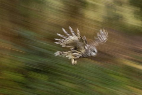Barred Owl (Strix varia), British Columbia, Canada