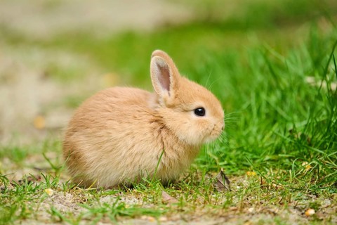 Domesticated rabbit (Oryctolagus cuniculus domesticus) cub on a meadow, Franconia, Bavaria, Germany