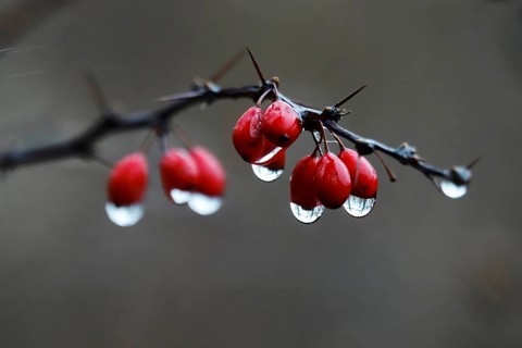 Barberry with water droplets, rainy weather, winter, Germany