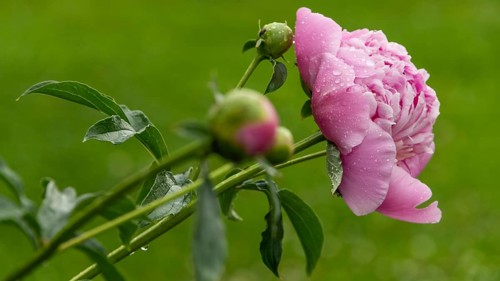 Common peony (Paeonia officinalis), also known as true peony, farmer's peony, garden peony,