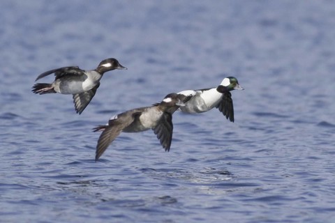 Bufflehead (Bucephala albeola) two females and one male flying, British Columbia, Canada