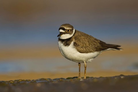 Little Ringed Plover (Charadrius dubius) female foraging, North Rhine-Westphalia, Germany
