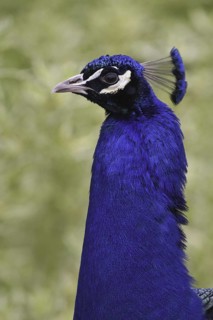 Indian Peafowl (Pavo cristatus), Ohio, USA