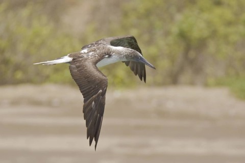 Blue-footed Booby (Sula nebouxii), Ecuador