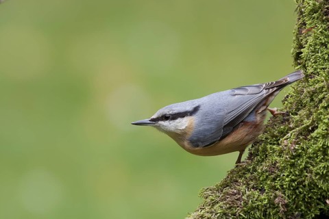 Eurasian Nuthatch (Sitta europaea), Rhineland-Palatinate, Germany