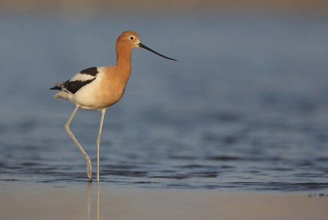 American Avocet (Recurvirostra americana) walking along shoreline, Texas, USA