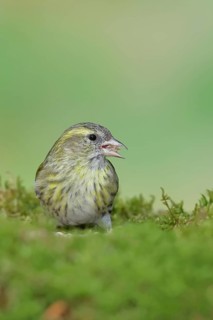 Siskin (Carduelis spinus), female foraging on moss, mossy ground, Wilnsdorf, North