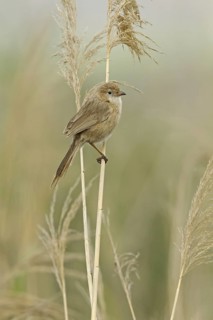 Iraq Babbler (Turdoides altirostris), Sanliurfa, Turkey