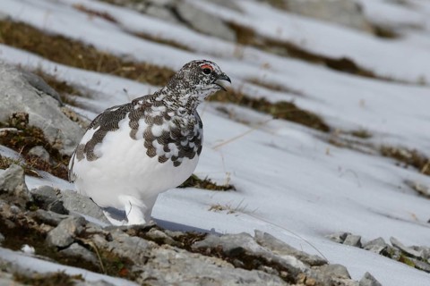 Rock Ptarmigan (Lagopus muta) male, Bavaria, Germany