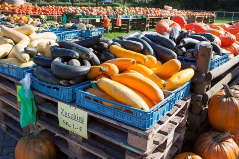 Different marrows and squashes, pumpkins, for sale, Germany, Europe, Hofverkauf von Kübissen,