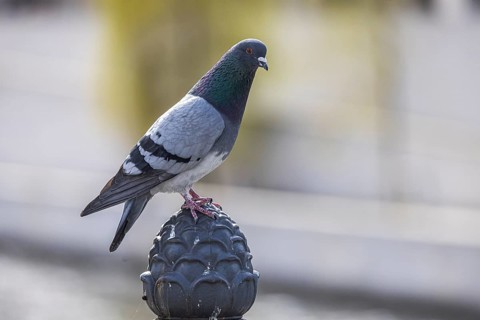 A city pigeon sits on a metal pole. Berlin, Germany