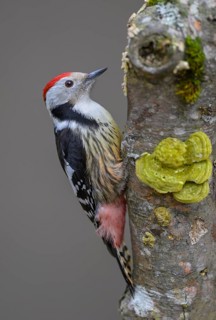 Middle Spotted Woodpecker (Leiopicus medius), on a tree trunk covered with mushrooms, beech,