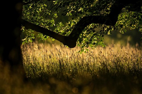 Branch of an oak tree, silhouette, high grass, morning light, Rosensteinpark, Stuttgart,