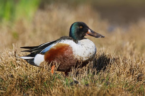 Northern Shoveler (Spatula clypeata) male, British Columbia, Canada