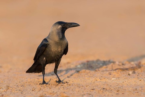 House Crow (Corvus splendens) on ground, Eilat, Israel
