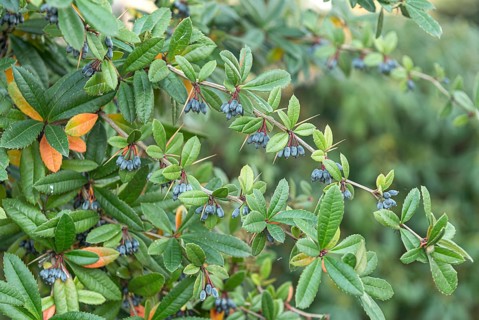 Berberis julianae (Berberis julianae), Germany