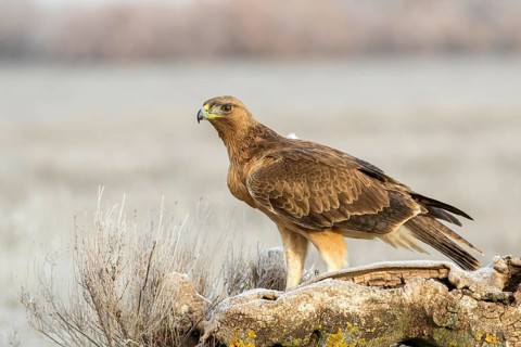 Bonelli's Eagle (Aquila fasciata) juvenile, Castile-La Mancha, Spain