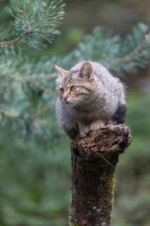 One young european wildcat, Felis silvestris silvestris, sitting on a branch of a dead tree. Green