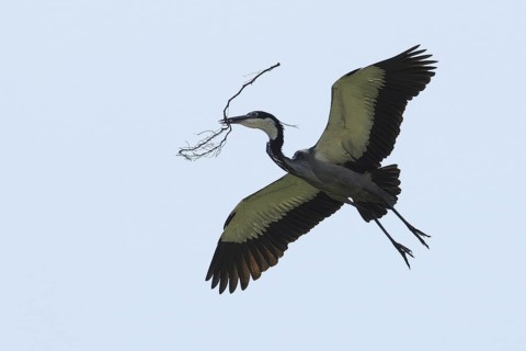 Black-headed Heron (Ardea melanocephala) flying, Malindi, Kenya