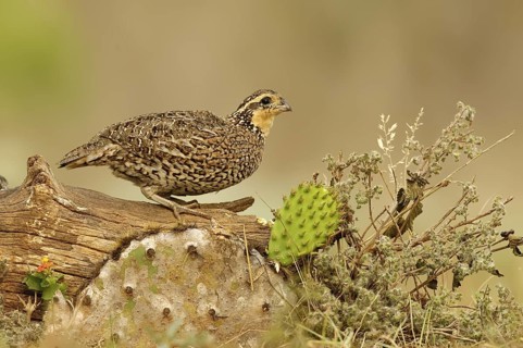 Northern Bobwhite (Colinus virginianus) female, Texas, USA