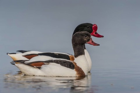 Common Shelduck (Tadorna tadorna), Schleswig-Holstein, Germany